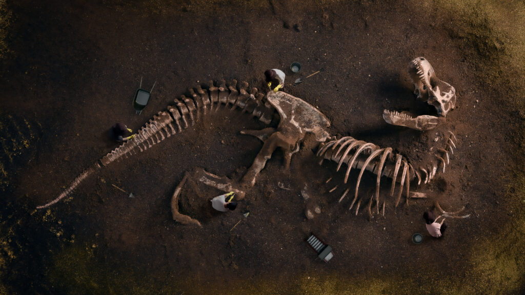 Dinosaur Fossil (Tyrannosaurus Rex) Found by Archaeologists