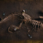 Dinosaur Fossil (Tyrannosaurus Rex) Found by Archaeologists